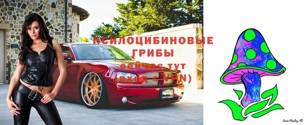 apvp Алзамай